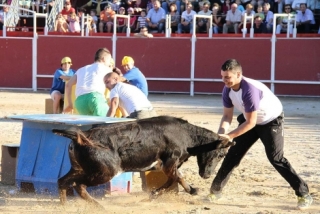 Diversion con vaquillas